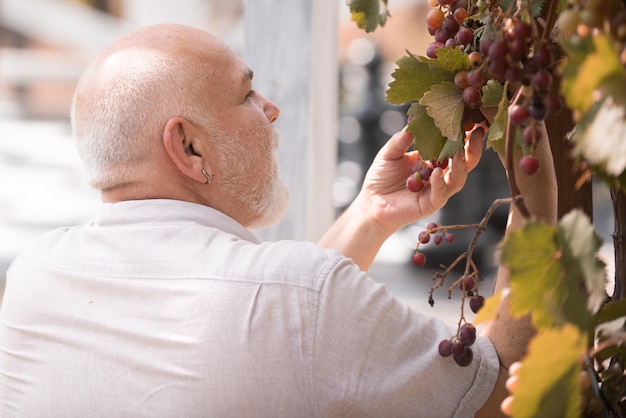 L'uomo anziano che raccoglie l'uva nella vigna Il vecchio contadino esamina la qualità della raccolta dell'uva all'aperto