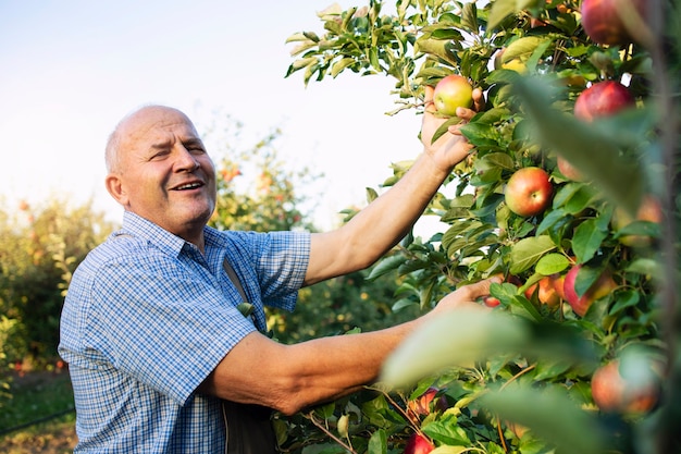 L'uomo anziano gode di lavorare nel frutteto di mele.