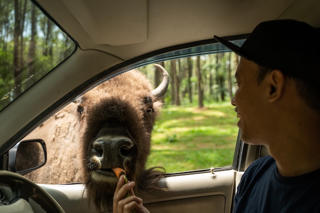 L'uomo asiatico nutre il bisonte attraverso il finestrino della macchina