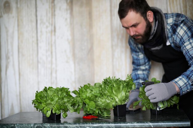 L'uomo barbuto si prende cura della lattuga coltivata in vaso a casa