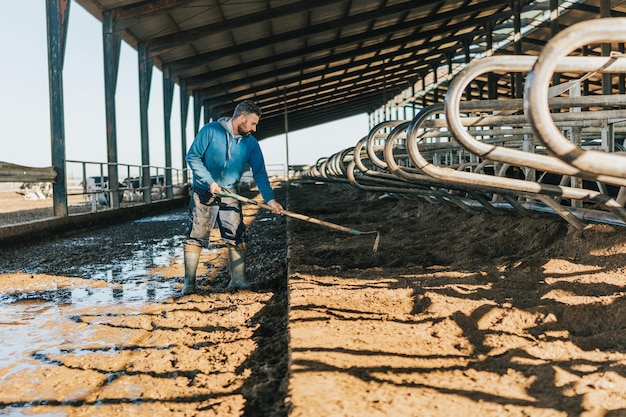 L'uomo con la zappa rimuove il terreno dai letti delle mucche. lavori