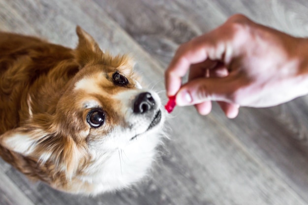 L'uomo dà da mangiare a un cane