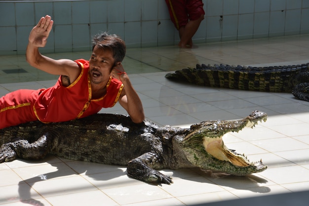 L'uomo è sdraiato sul coccodrillo. Spettacolo di coccodrilli allo zoo di Phuket, Thailandia - dicembre 2015: spettacolo di coccodrilli presso l'allevamento di coccodrilli. Questo spettacolo emozionante è molto famoso tra i turisti e i thailandesi