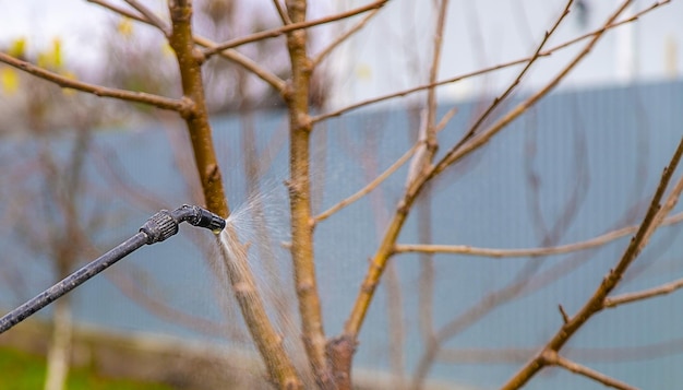 L'uomo elabora gli alberi nel fuoco selettivo del giardino