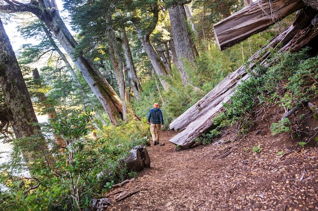 L'uomo escursionismo baia il sentiero nella foresta.