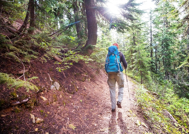 L'uomo escursionismo baia il sentiero nella foresta.