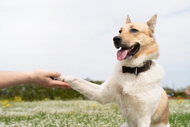 L'uomo felice gioca con il cane da pastore di razza mista su erba verde