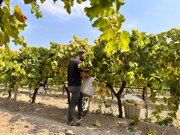 L'uomo lavora in vigna.