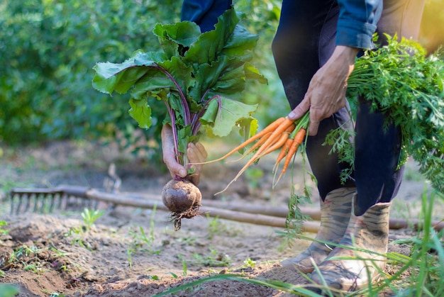 l'uomo miete il raccolto di barbabietole e carote