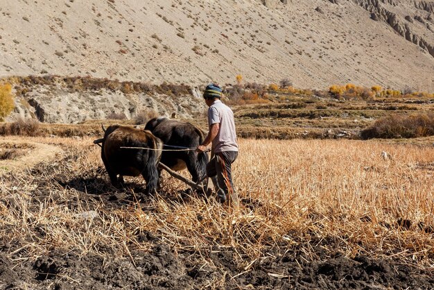 L'uomo nepalese lavora la sua terra con yak e un aratro di legno. stile di vita rustico in Himalaya.