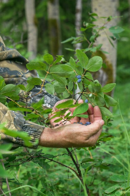 L'uomo raccoglie bacche caprifoglio