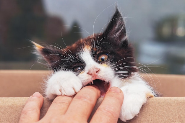 L'uomo si rivolge al gattino in una scatola. Un piccolo gattino lanuginoso carino sta giocando con la mano di un uomo