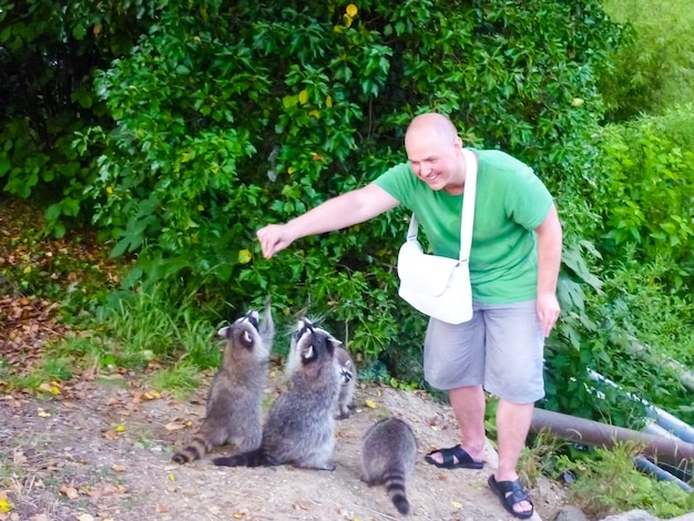 L'uomo sta dando da mangiare ai procioni. Addomesticamento di animali selvatici. Animali selvatici addomesticati.