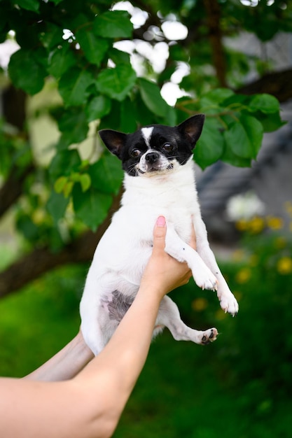 L'uomo tiene in mano Chihuahua di colore bianco e nero su sfondo di albero nel giardino estivo