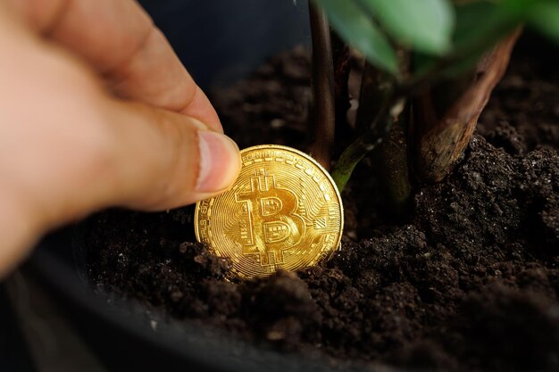L'uomo tiene in mano una moneta Bitcoin dorata che sta cercando di piantare in un vaso per la sua crescita