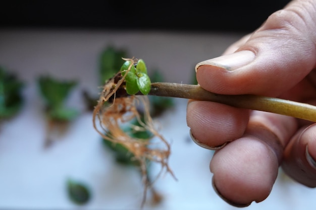 l'uomo tiene una pianta riprodotta tagliando la pilea peperomioides o la pianta del denaro cinese