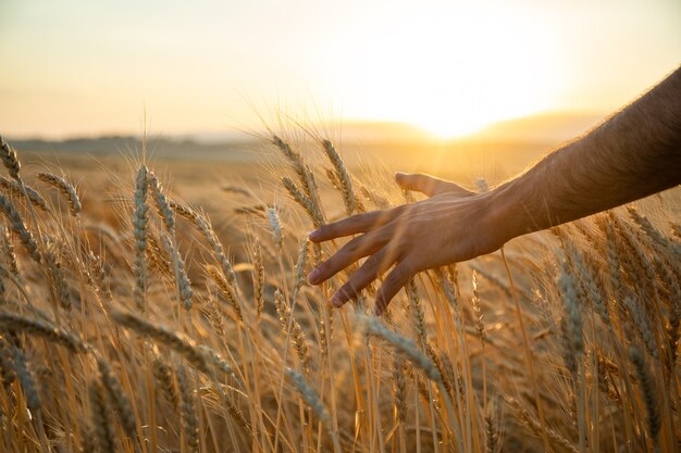 L'uomo tocca le spighe d'orzo al tramonto