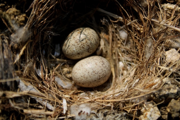 L'uovo degli uccelli nel nido a terra