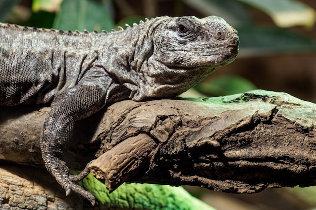 L'Utila Iguana su un ramo Ctenosaura bakeri è una specie di lucertola in pericolo di estinzione