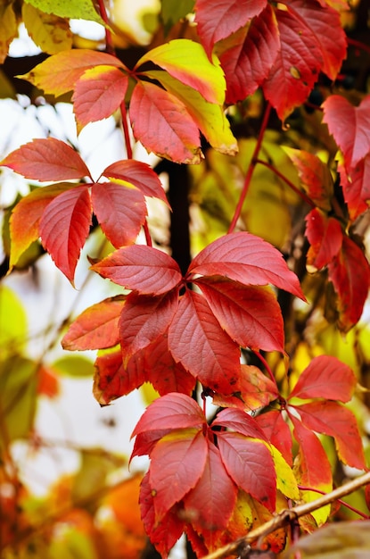 L'uva selvatica lascia il fondo stagionale di autunno naturale