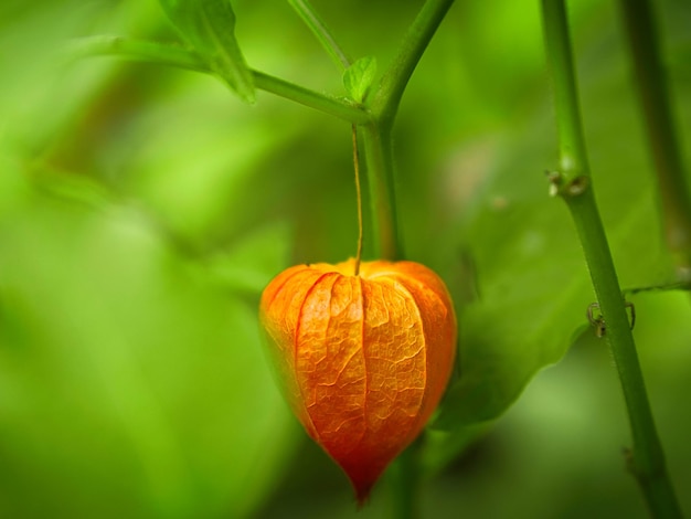 L'uva spina del capo Physalis è appesa al cespuglio Frutta arancione con foglie verdi