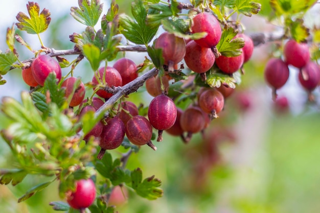 L'uva spina rossa matura è appesa a un ramo