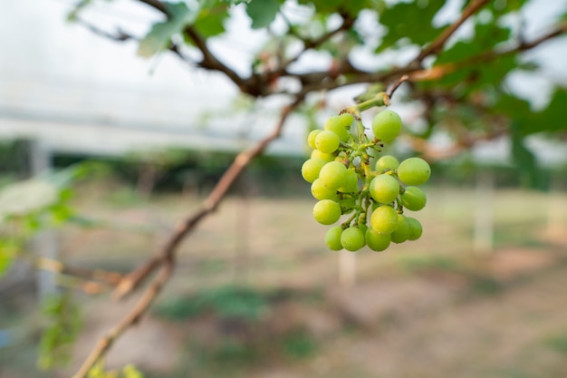 L'uva sta crescendo per la vendita ai consumatori. Piantagione biologica senza sostanze chimiche dannose.