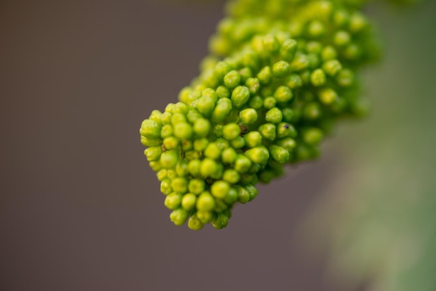 L'uva sta fiorendo nel giardino di casa