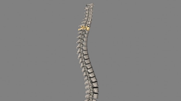 L4 e L5 sono le vertebre o ossa spinali più basse della colonna lombare