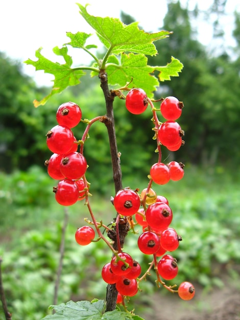 La bacca di un ribes rosso appesa al cespuglio