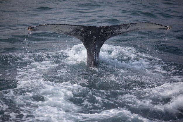 La balena a gobba che si tuffa in mare