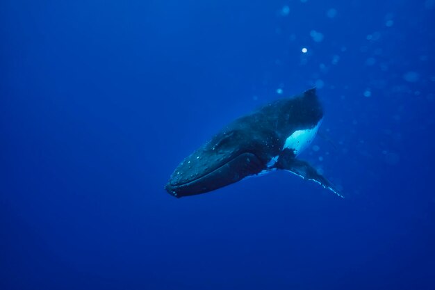 La balena a gobba Megaptera novaengliae in blu