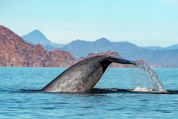 La balena blu, il più grande animale del mondo.