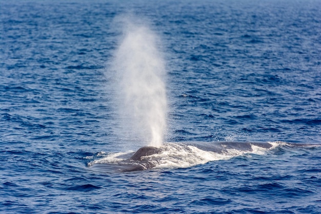 La balena blu soffia aria sulla superficie del mare