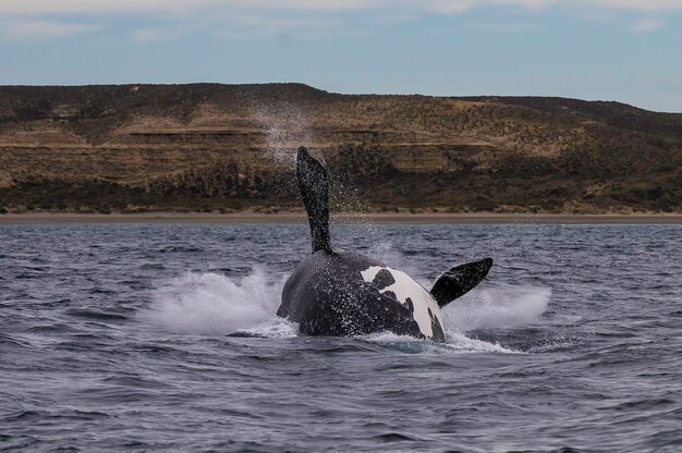La balena franca del Sohutern che salta specie in via di estinzione PatagoniaArgentina