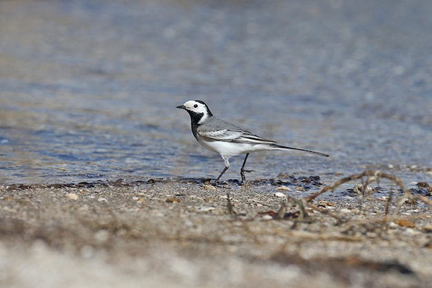 La ballerina bianca (Motacilla alba) cammina lungo la riva dell'estuario. Primo piano foto