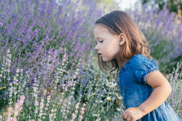 La bambina 3-4 con i capelli scuri in abito di jeans al sole, annusa un grande cespuglio di lavanda lilla