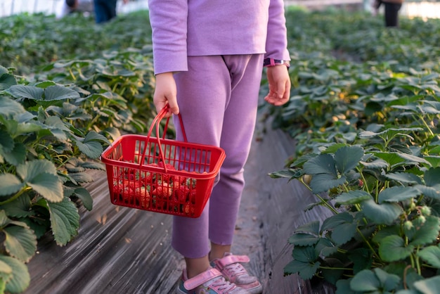 La bambina che raccoglie le fragole