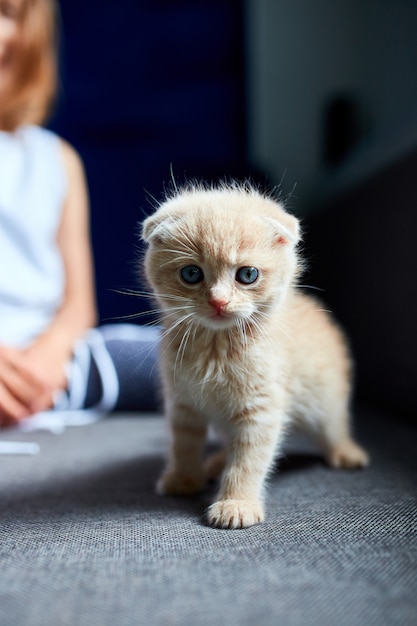 La bambina gioca con un gattino giocoso a casa.