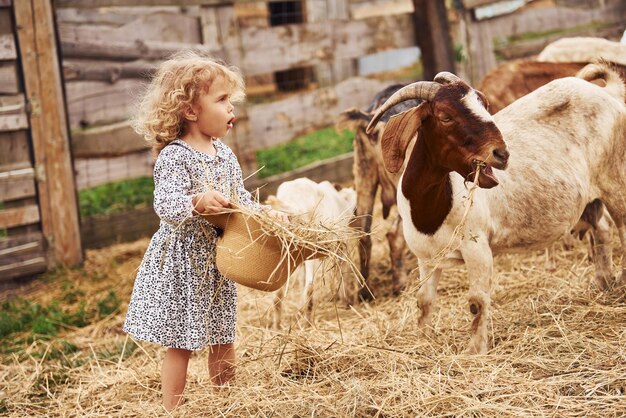 La bambina in abiti blu è in fattoria in estate all'aperto con le capre