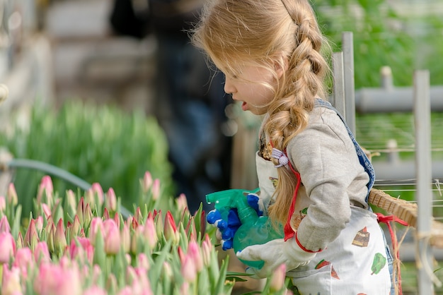 La bambina spruzza i tulipani d'acqua in una serra in primavera.