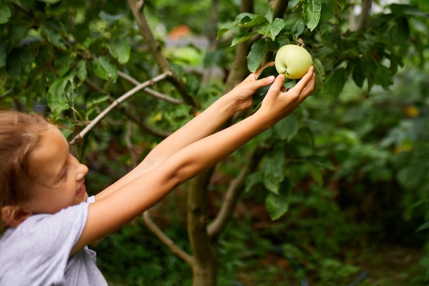 La bambina sveglia raccoglie la mela verde dall'albero nel giardino di casa all'aperto