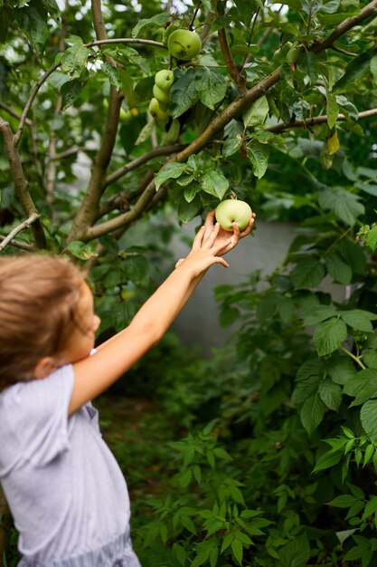 La bambina sveglia raccoglie la mela verde dall'albero nel giardino di casa all'aperto