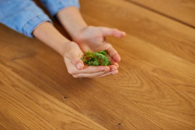 La bambina tiene in mano il concetto di cibo sano microgreen