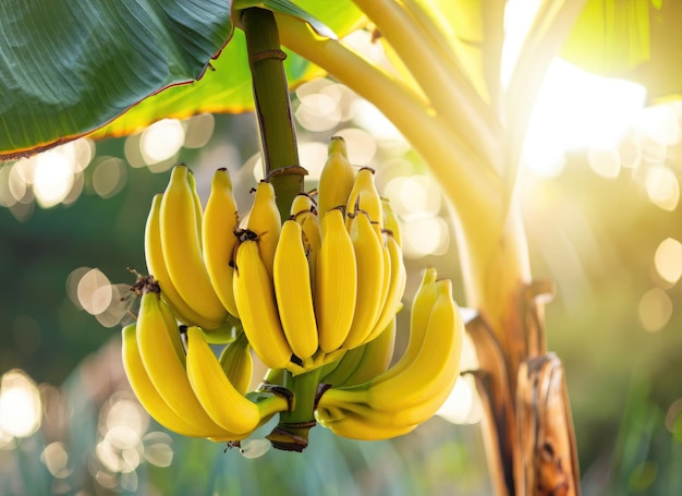 La banana gialla cresce su un albero nel giardino del raccolto durante l'esplosione del sole.