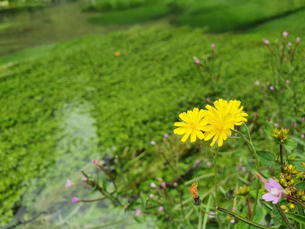 la barba di falco sul fiume