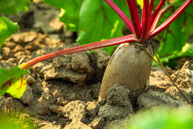 la barbabietola da tavola cresce nel giardino di un'azienda agricola. concetto di coltivazione di ortaggi e barbabietola