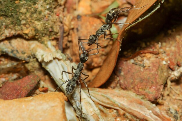 La battaglia della formica nera sulla foglia secca in natura