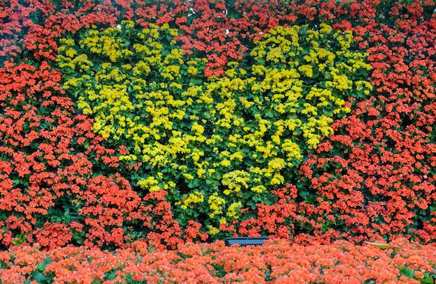 La begonia gialla sboccia in parete a forma di cuore