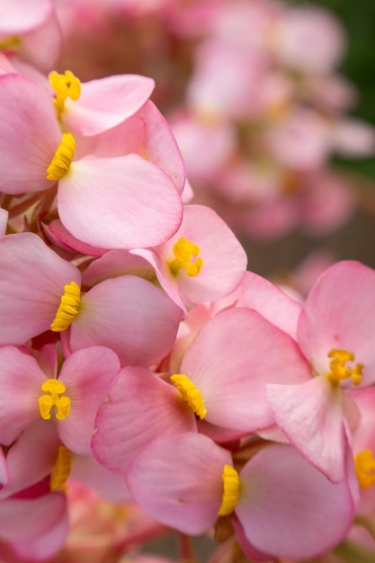 La begonia rosa fiorisce nel giardino primo piano della foto